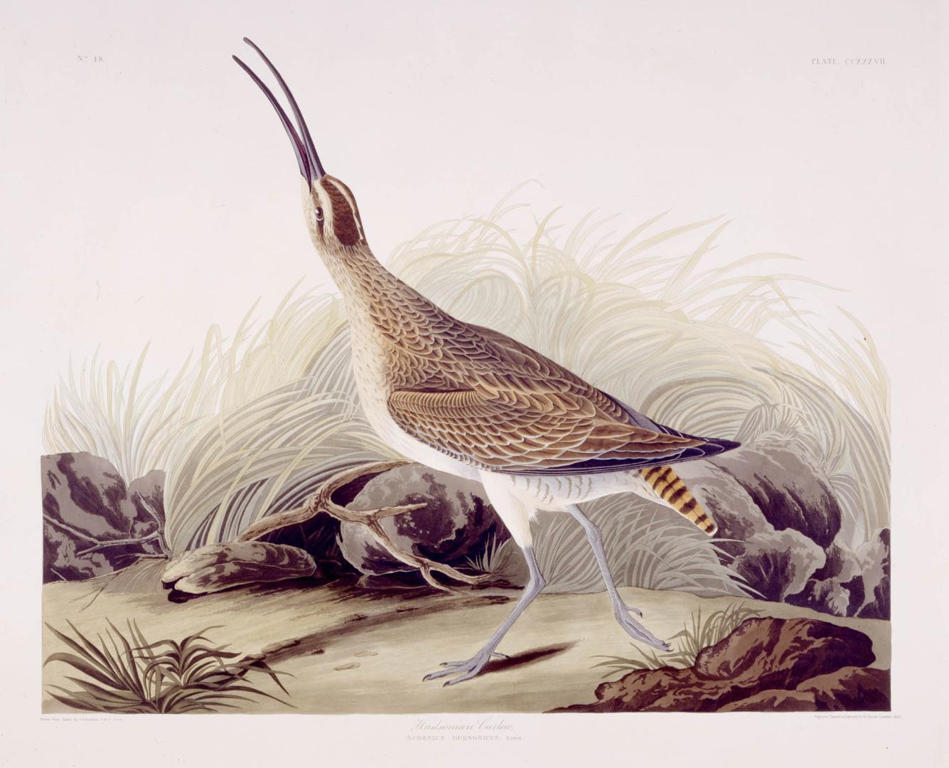 Hudsonian Curlew