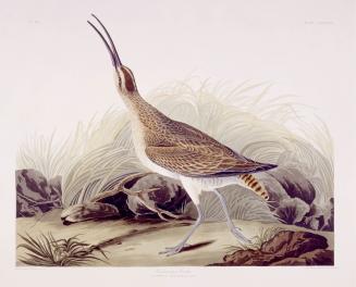 Hudsonian Curlew