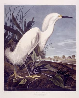 Snowy Heron, or White Egret