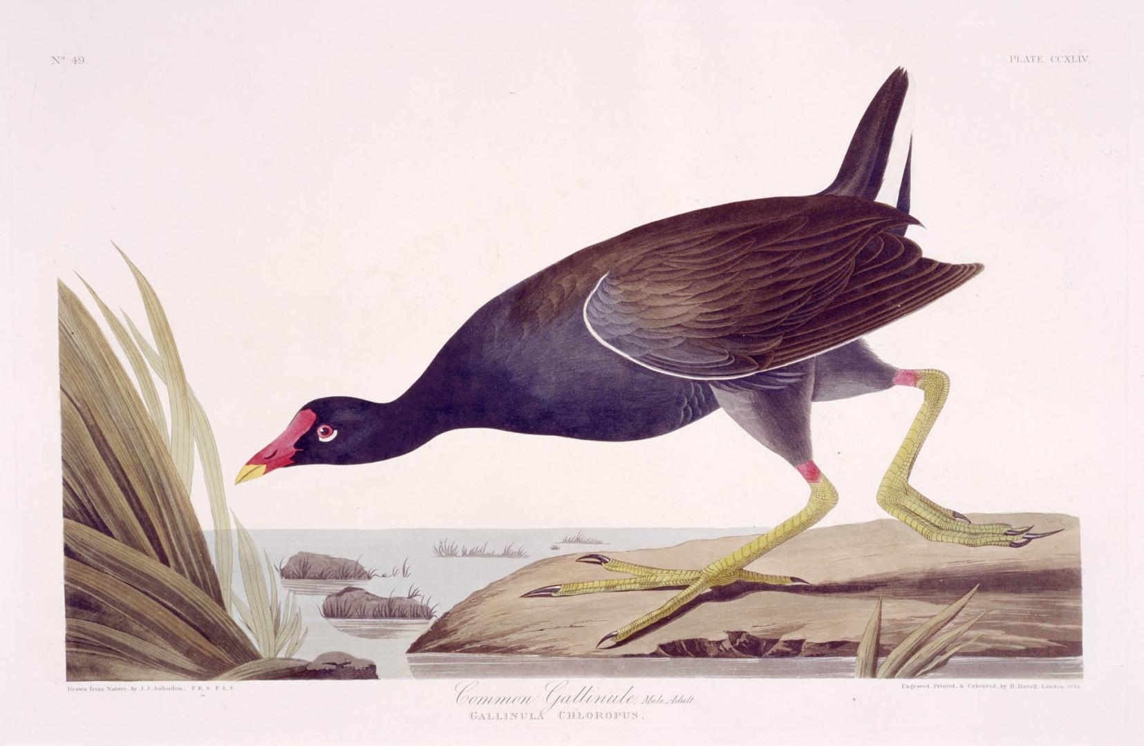 Common Gallinule