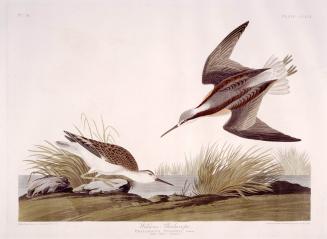 Wilson's Phalarope