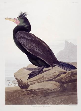 Double-crested Cormorant