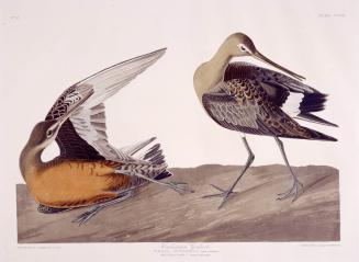 Hudsonian Godwit