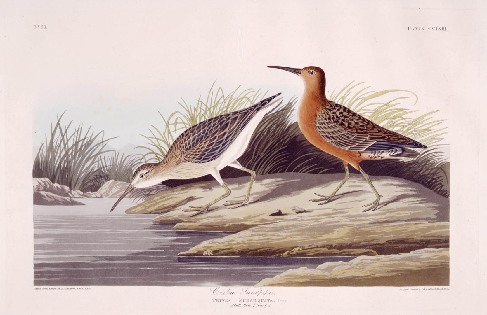 Curlew Sandpiper