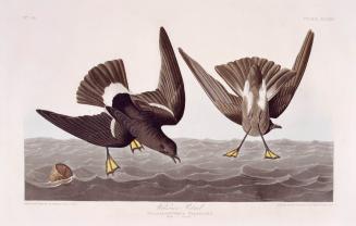 Wilson's Petrel