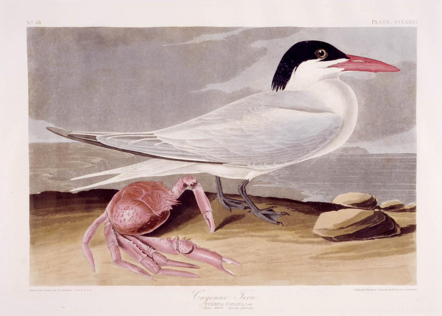 Cayenne Tern