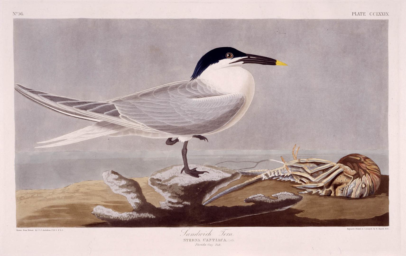 Sandwich Tern