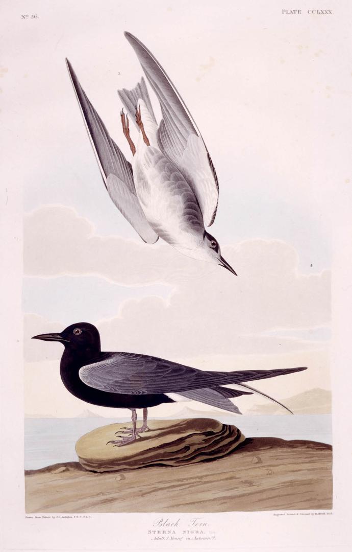 Black Tern