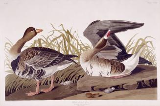 White-fronted Goose