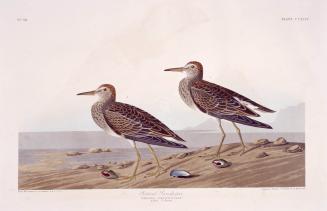 Pectoral Sandpiper