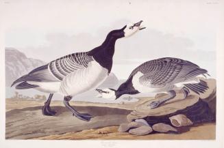 Barnacle Goose