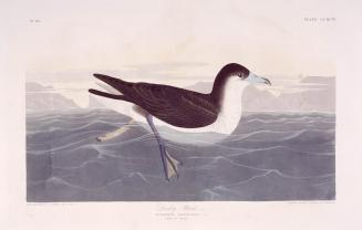 Dusky Petrel