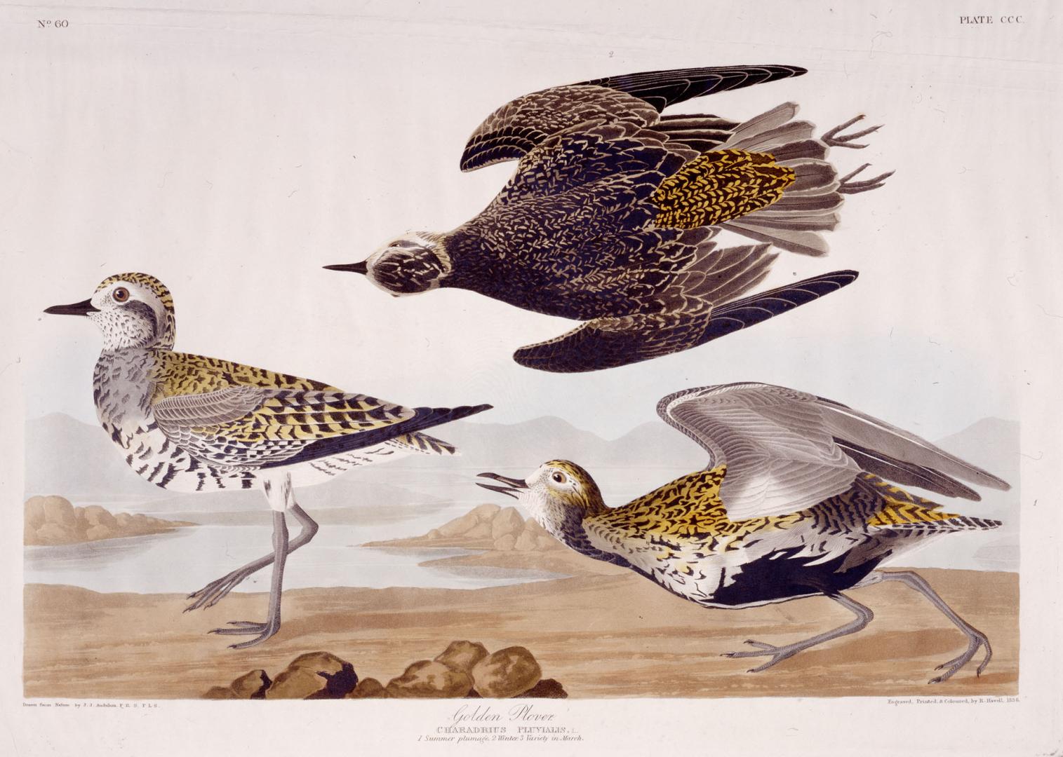 Golden Plover