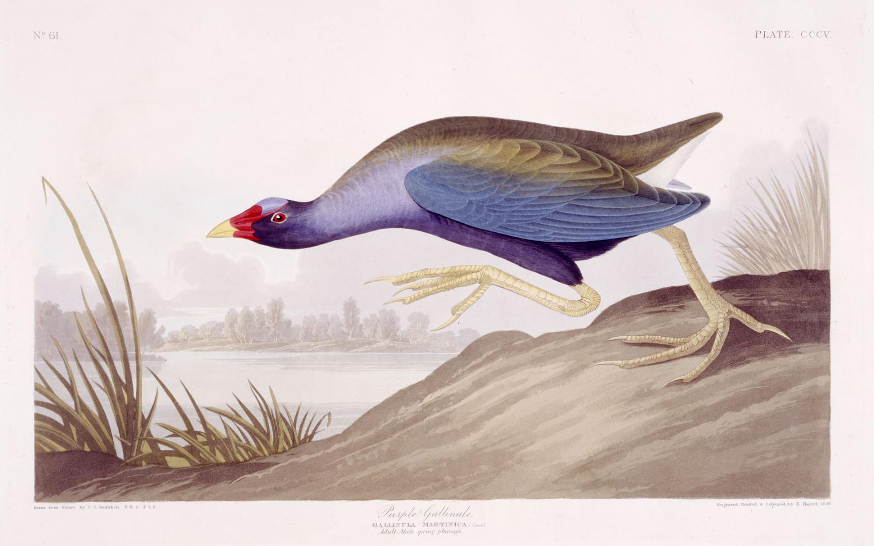 Purple Gallinule