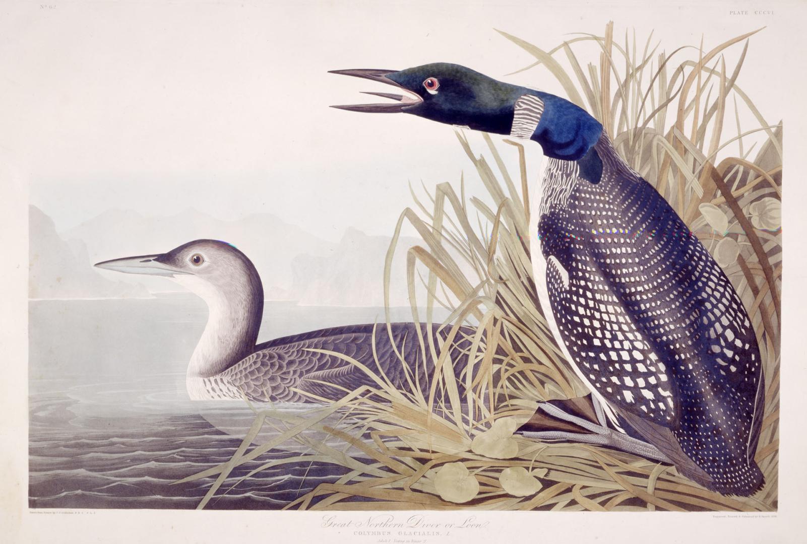 Great Northern Diver or Loon