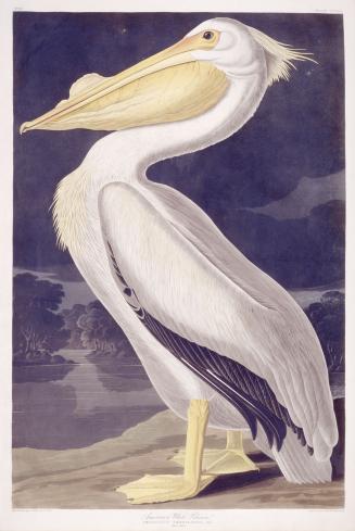 American White Pelican