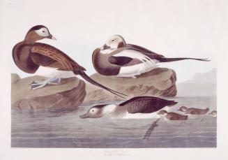 Long-tailed Duck