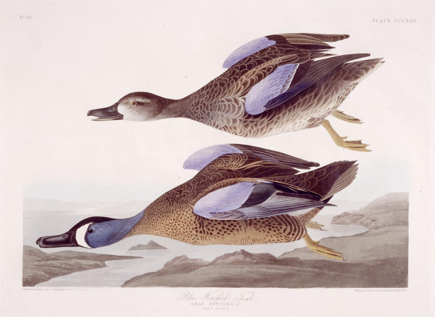 Blue-Winged Teal