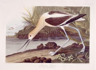 American Avocet