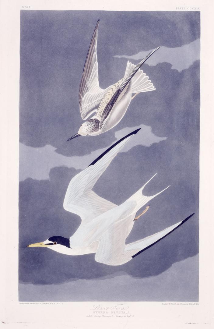 Lesser Tern