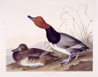 Red-headed Duck