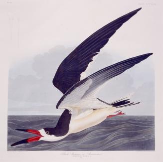 Black Skimmer or Shearwater