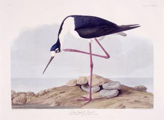 Long-legged Avocet