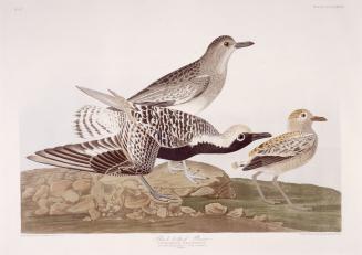 Black-bellied Plover