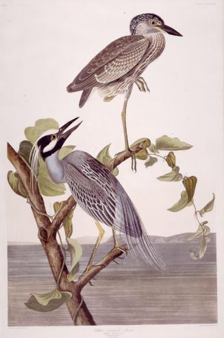 Yellow-Crowned Heron