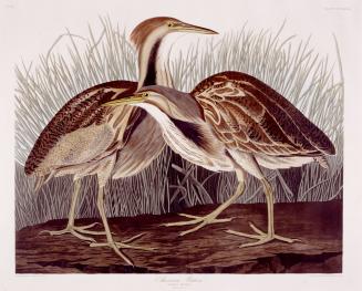 American Bittern