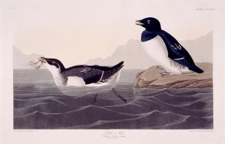 Little Auk