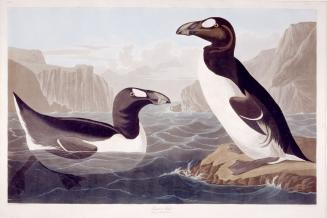 Great Auk