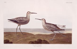 Long-legged Sandpiper