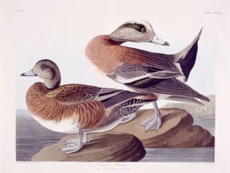 American Widgeon