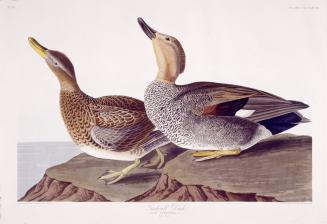 Gadwall Duck