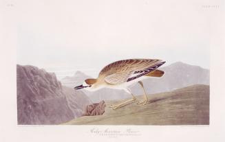 Rocky Mountain Plover