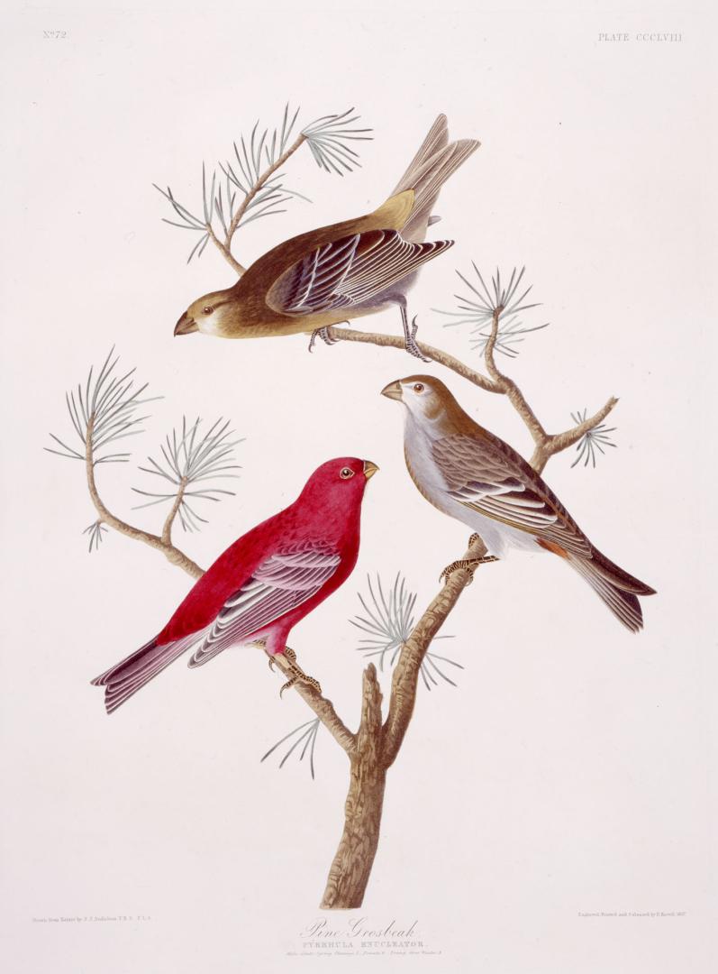 Pine Grosbeak