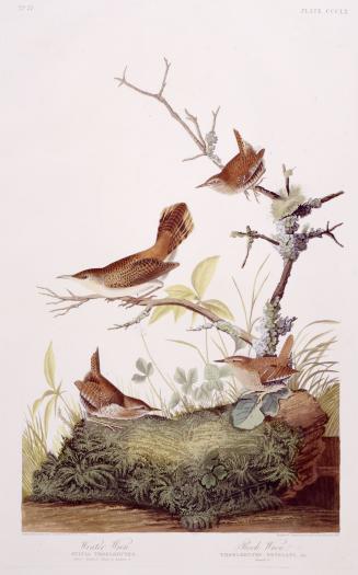 1. Winter Wren, 2. Rock Wren