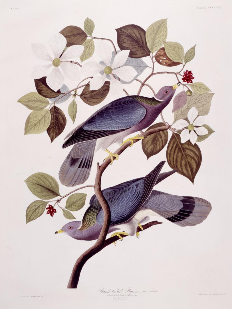 Band-tailed Pigeon