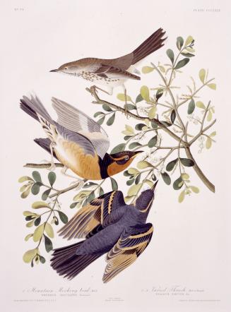 1. Mountain Mocking bird, 2. Varied Thrush