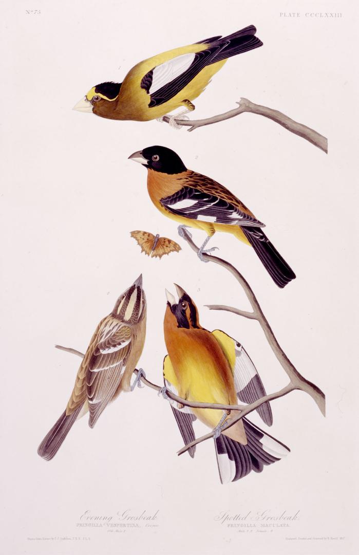 1. Evening Grosbeak, 2. Spotted Grosbeak