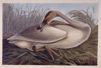 Trumpeter Swan