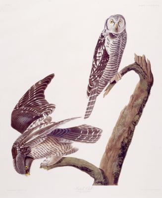 Hawk Owl