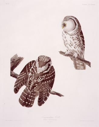 Tengmalm's Owl