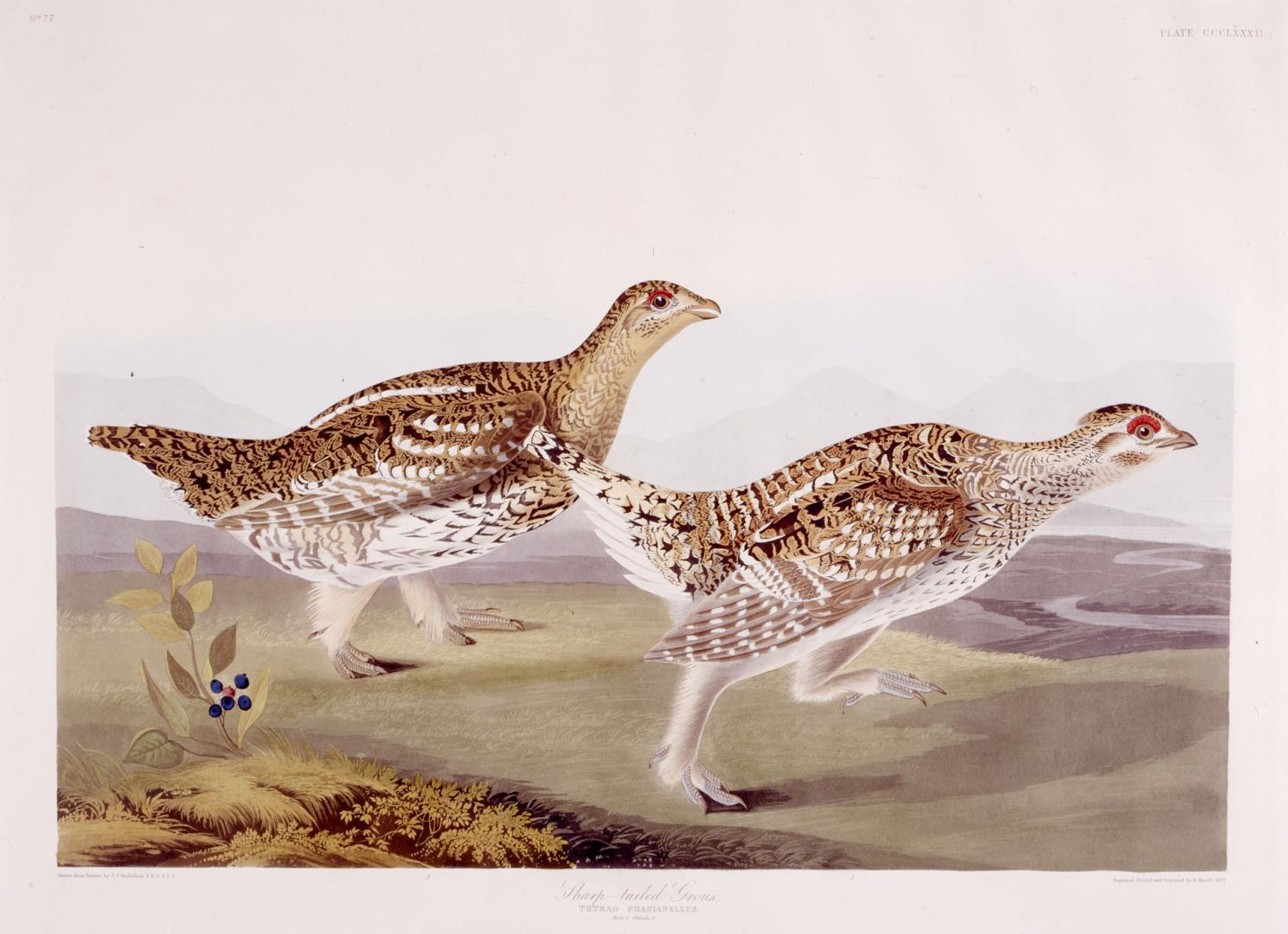 Sharp-tailed grouse