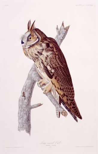 Long-eared Owl