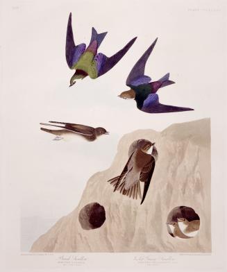 1. Bank Swallow, 2. Violet-Green Swallow