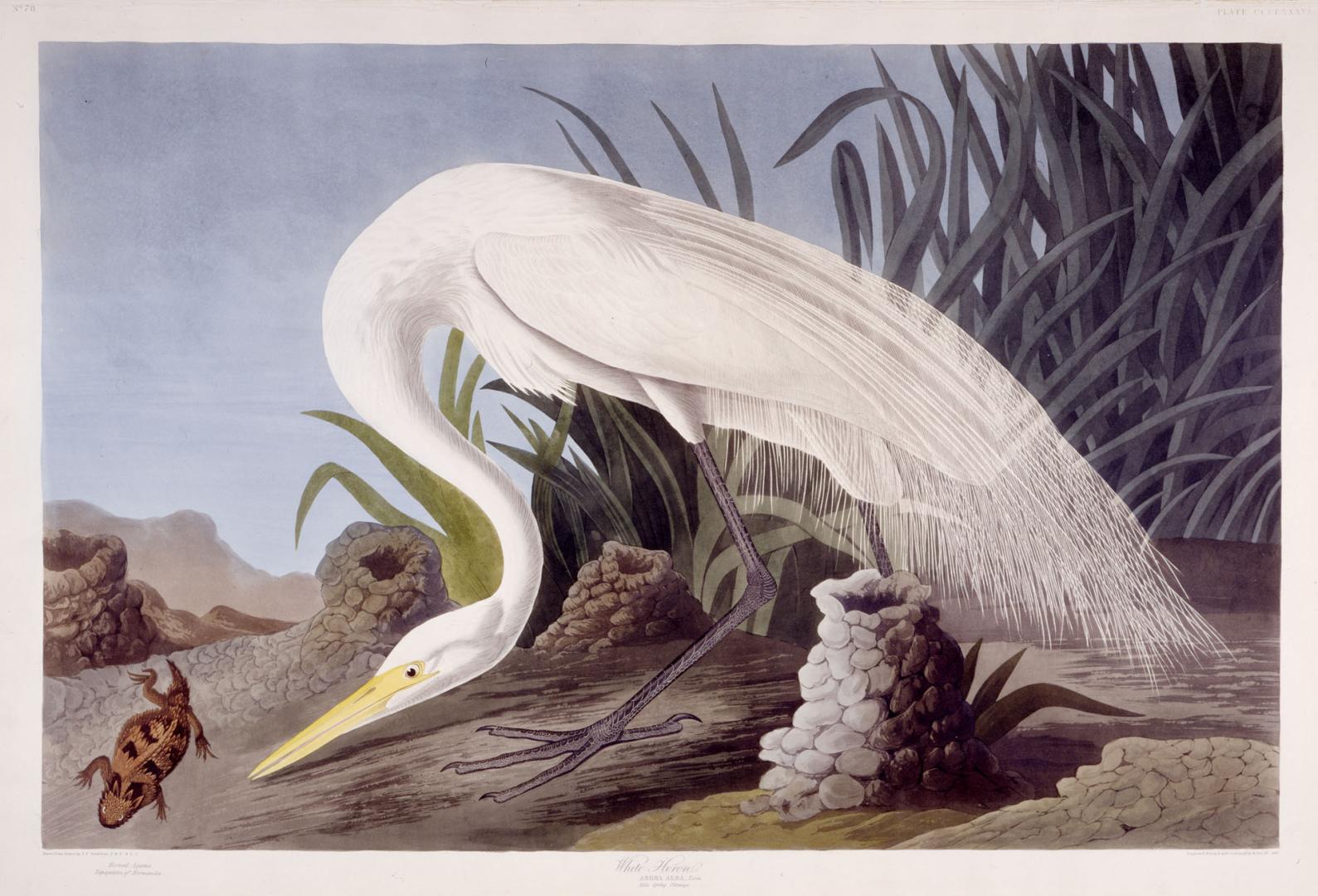 White Heron