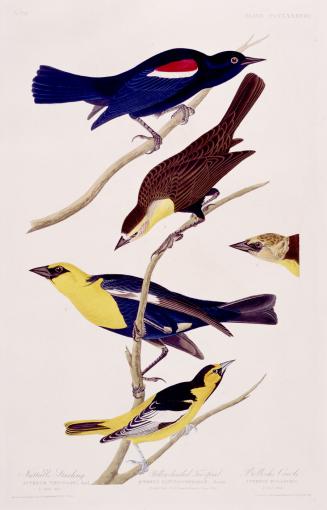 1. Nuttall's Starling, 2. Yellow-headed Troopial, 3. Bullock's Oriole