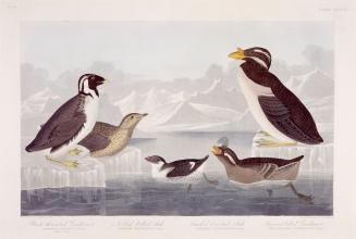 1. Black-throated Guillemot, 2. Nobbed-billed Auk, 3. Curled-Crested Auk, 4. Horn-billed Guillemot